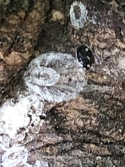 Eulecanium cerasorum