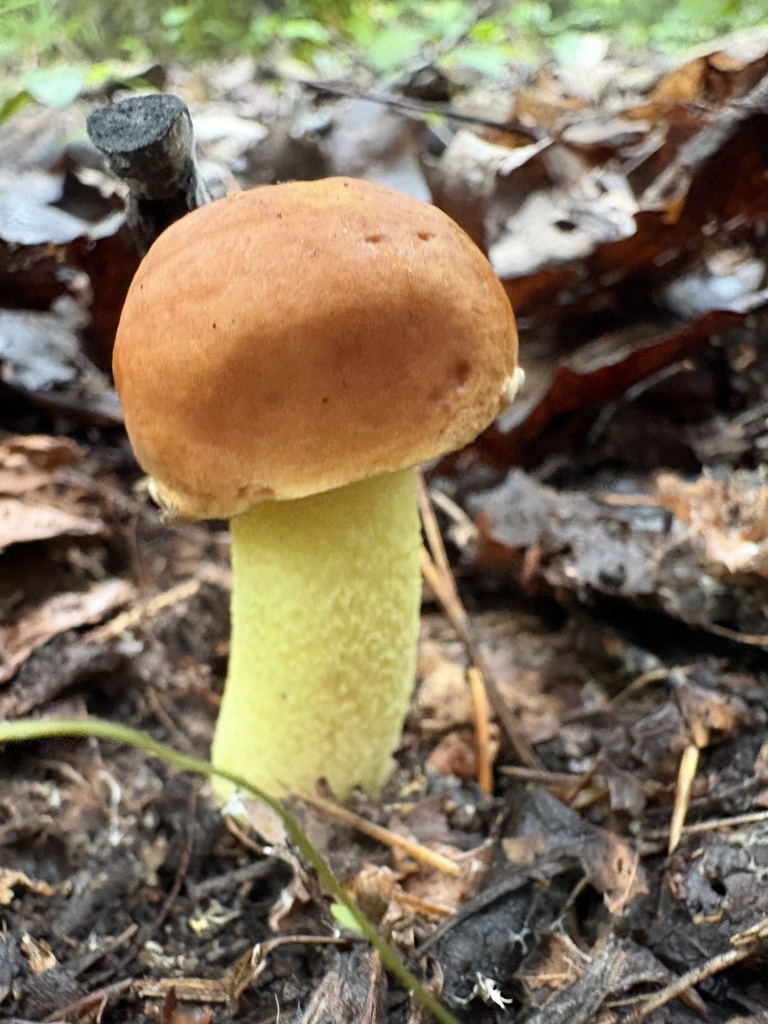 Smoothish-stemmed bolete · August 2026 · photo: Photo: (c) kedgehog, some rights reserved (CC BY) · iNaturalist