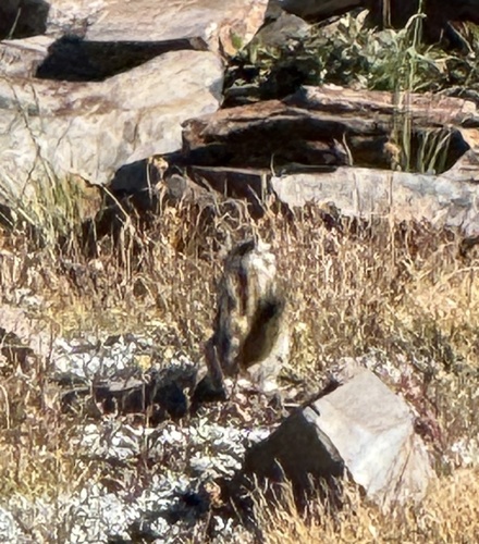 Alpine Chipmunk observed by bgsmith