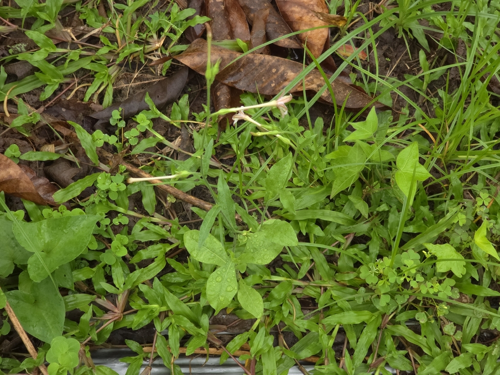 Nicotiana plumbaginifolia; photograph (c) Yu-Huang Wang, some rights reserved (CC BY)
