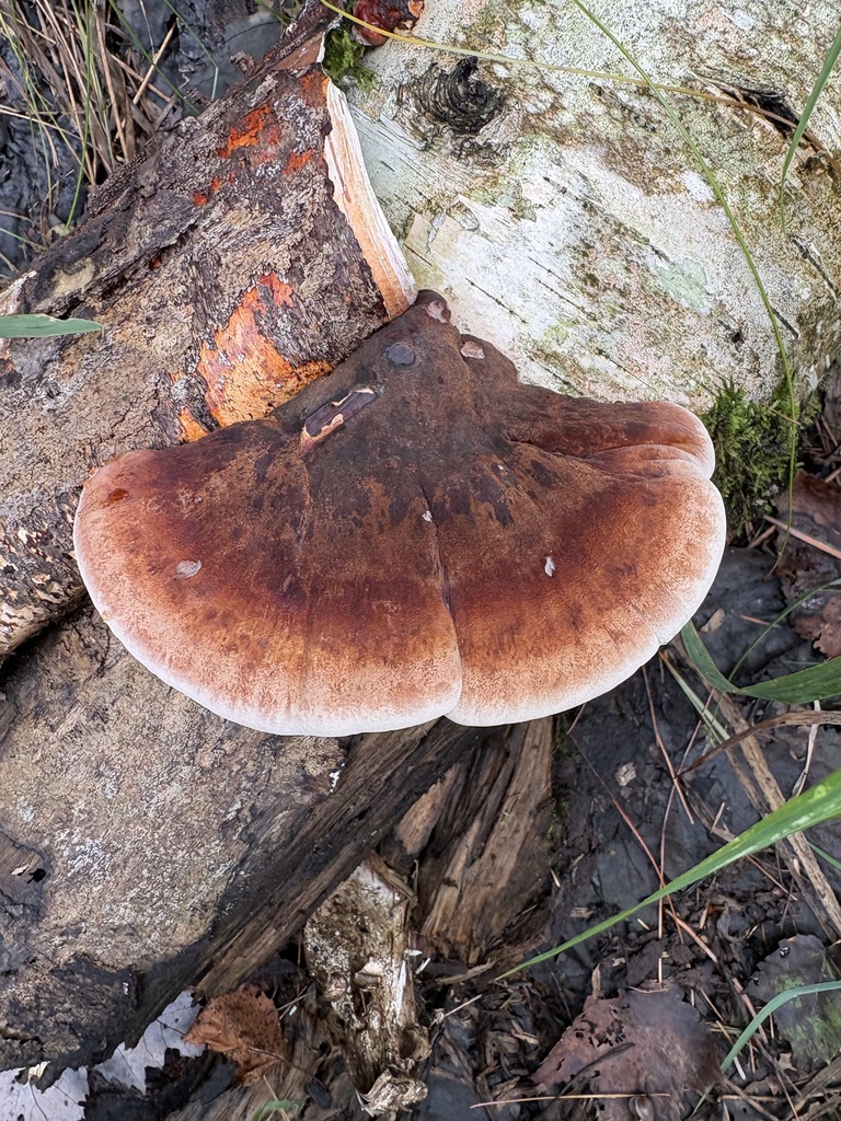 Resinous Polypore · August 2026 · photo: Photo: (c) kedgehog, some rights reserved (CC BY) · iNaturalist