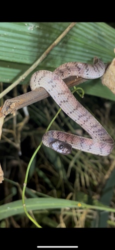 Asthenodipsas ingeri