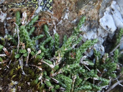 Cassiope lycopodioides observed 2026-08-25