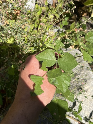 Rupertia physodes, photograph 2