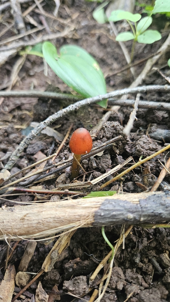 Witch's Hat · August 2026 · photo: Photo: (c) Sam Bucciarelli, some rights reserved (CC BY) · iNaturalist