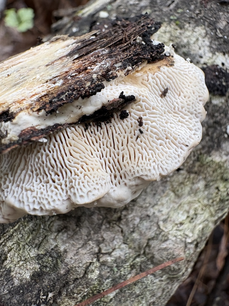 Lumpy Bracket · August 2026 · photo: Photo: (c) kedgehog, some rights reserved (CC BY) · iNaturalist