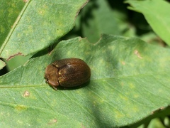 Chelymorpha indigesta