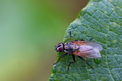 Hydrophoria lancifer