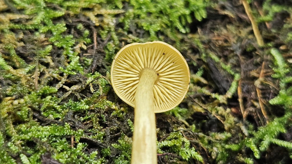 Olive Lute · August 2026 · photo: Photo: (c) Sam Bucciarelli, some rights reserved (CC BY) · iNaturalist