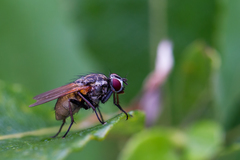 Hydrophoria lancifer