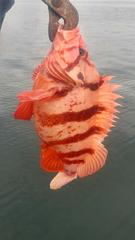 Sebastes nigrocinctus