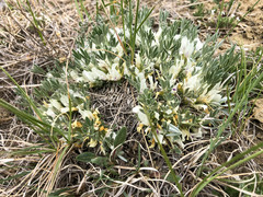 Astragalus gilviflorus