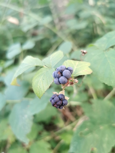 European dewberry