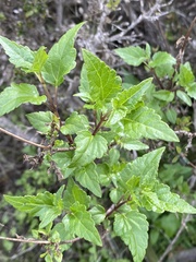 Ageratina glechonophylla, photograph (c) Gabriela Cartes, some rights reserved (CC BY)