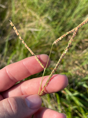 Paspalum praecox, 2026-08-30