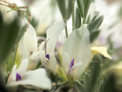 Astragalus gilviflorus