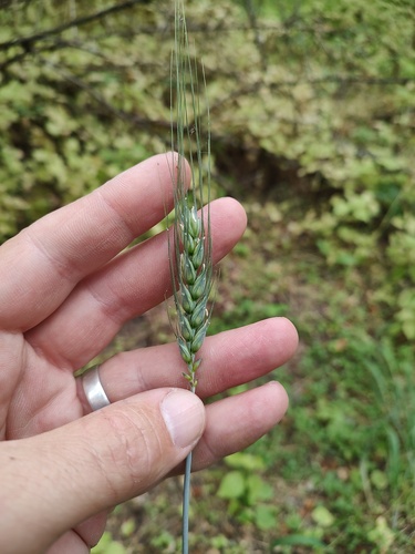 Triticum aestivum, photograph 4