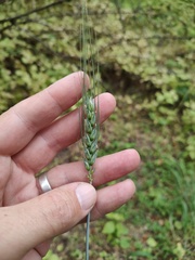 author not stated, no rights reserved Triticum aestivum, photograph author not stated, no rights reserved