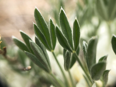 Astragalus gilviflorus