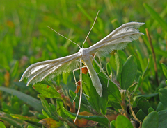 Pterophorus pentadactyla