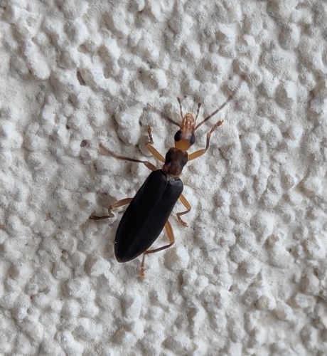 Thelyphassa apicata observed 2026-08-27