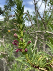 Lobelia polyphylla, photograph (c) Gabriela Cartes, some rights reserved (CC BY)