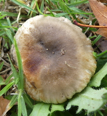 Russula sororia