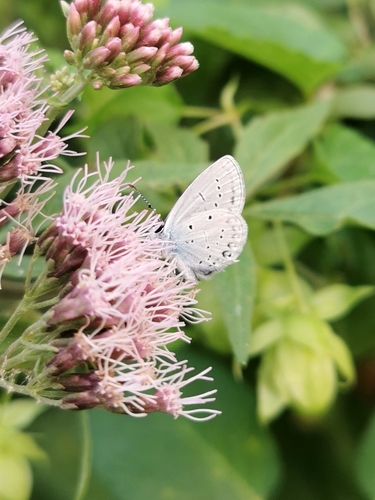 Provençal short-tailed blue