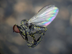 Empis caudatula