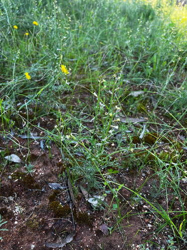 Carrichtera annua, photograph 3