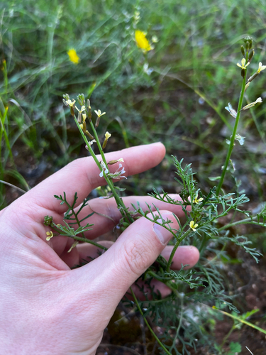 Carrichtera annua, photograph 2