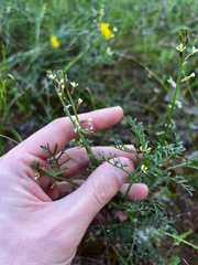 Carrichtera annua, photograph (c) Alex Stuart, some rights reserved (CC BY)