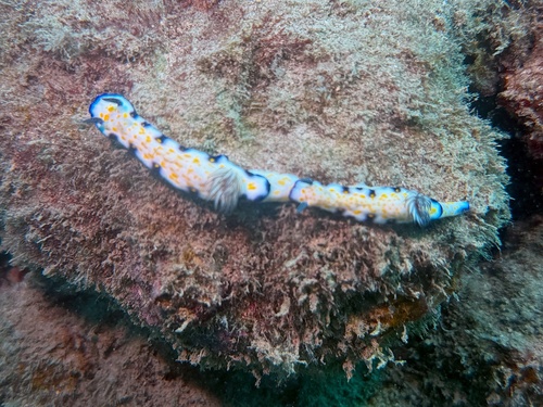 Hypselodoris imperialis observed 2026-08-30