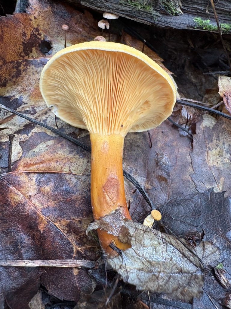 False Chanterelle · August 2026 · photo: Photo: (c) kedgehog, some rights reserved (CC BY) · iNaturalist
