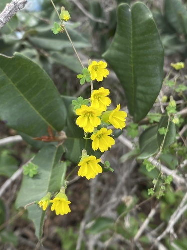 Tropaeolum brachyceras, photograph 3