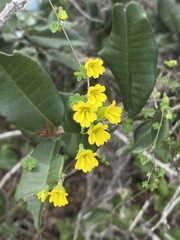 Tropaeolum brachyceras, photograph (c) Gabriela Cartes, some rights reserved (CC BY)
