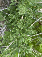 Lycium chilense, photograph (c) Gabriela Cartes, some rights reserved (CC BY)