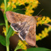 Cotton Bollworm Moth - Photo (c) Сергей Миляхин, some rights reserved (CC BY-NC), uploaded by Сергей Миляхин
