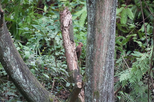 Rufous Woodpecker