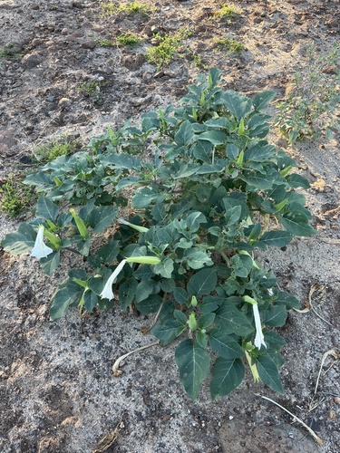 Datura metel observed 2026-08-30