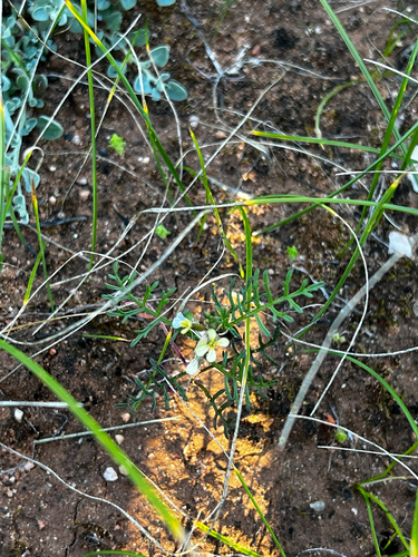 Carrichtera annua