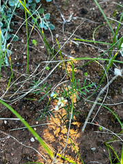 Carrichtera annua