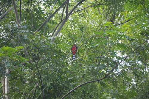 Red-headed Trogon