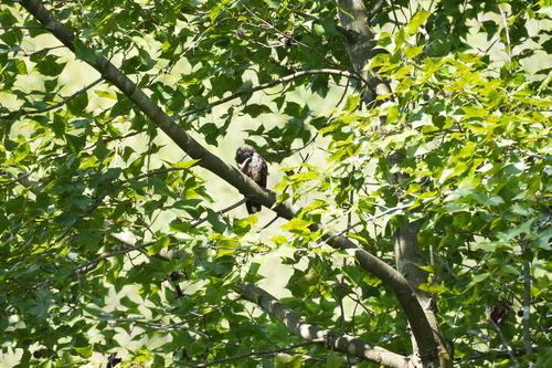 Gray Nightjar