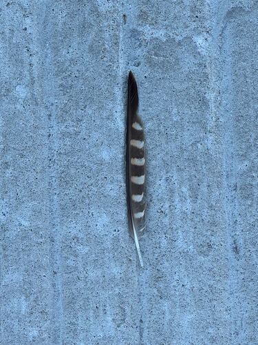 Plume de Faucon émerillon