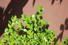 Buxus microphylla