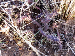 Opuntia aurantiaca