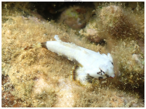 Neosynchiropus ocellatus observed 2026-08-29
