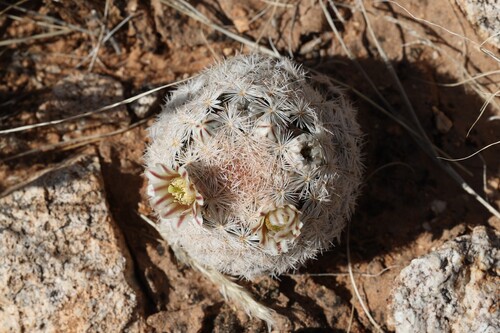 Lace-spine Nipple Cactus
