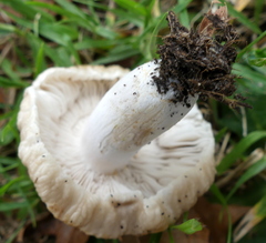 Russula sororia